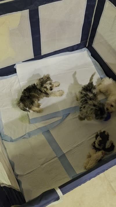 ROMOLO, a male Miniature Schnauzer for sale in Jacksonville, FL – 5 of 5