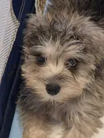 Romeo, a male Miniature Schnauzer for sale in Jacksonville, FL – 3 of 4
