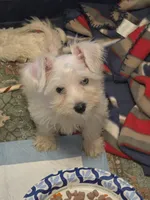 Romina, a female Miniature Schnauzer for sale in Jacksonville, FL – 2 of 3