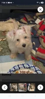 Romina, a female Miniature Schnauzer for sale in Orange Park, FL – 1 of 1