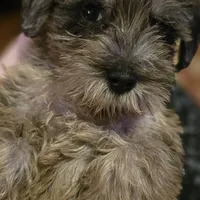Bella, a female Miniature Schnauzer for sale in Jacksonville, FL – 2 of 4