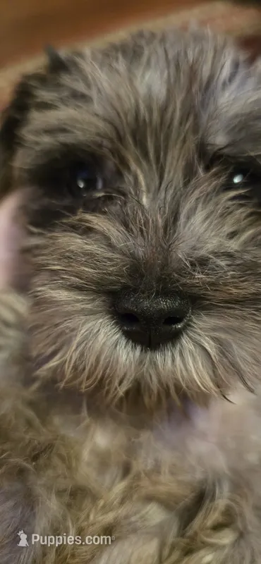 Bella – Miniature Schnauzer puppy for sale in Jacksonville, FL