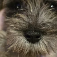 Bella, a female Miniature Schnauzer for sale in Jacksonville, FL – 1 of 4