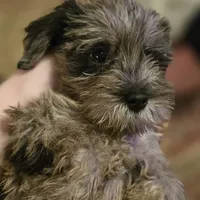 Bella, a female Miniature Schnauzer for sale in Jacksonville, FL – 3 of 4