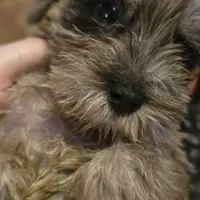 Bella, a female Miniature Schnauzer for sale in Jacksonville, FL – 4 of 4