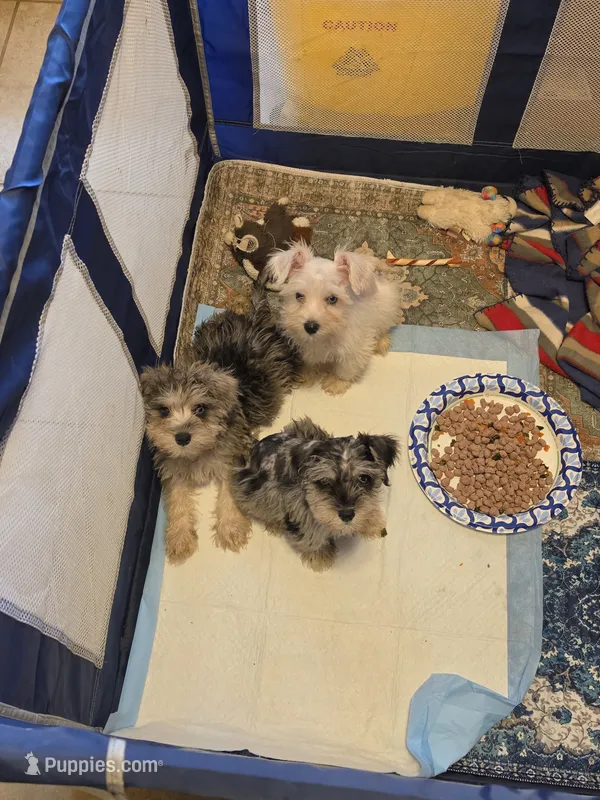 Romeo – Miniature Schnauzer puppy for sale in Jacksonville, FL
