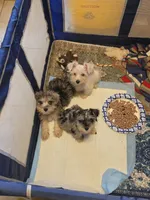 Romeo, a male Miniature Schnauzer for sale in Jacksonville, FL – 1 of 4