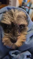 ROMOLO, a male Miniature Schnauzer for sale in Jacksonville, FL – 1 of 5