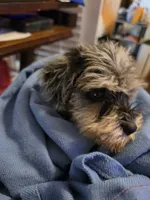 ROMOLO, a male Miniature Schnauzer for sale in Jacksonville, FL – 4 of 5