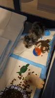 ROMOLO, a male Miniature Schnauzer for sale in Jacksonville, FL – 3 of 5
