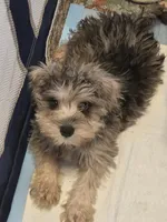Romeo, a male Miniature Schnauzer for sale in Orange Park, FL – 2 of 2