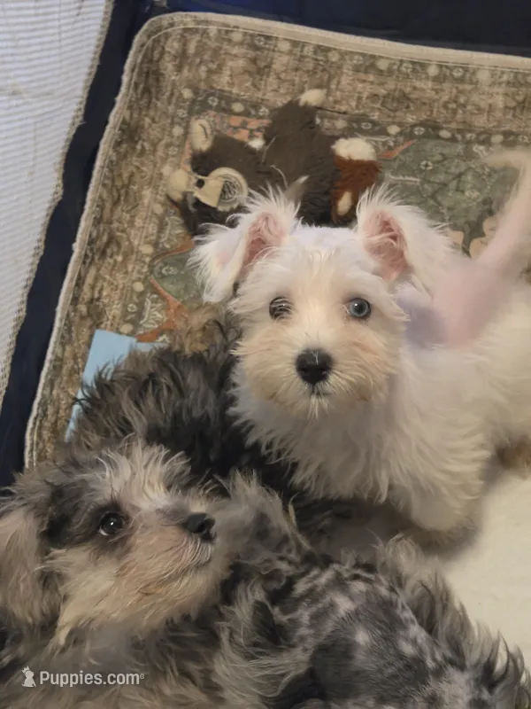 Romina – Miniature Schnauzer puppy for sale in Jacksonville, FL
