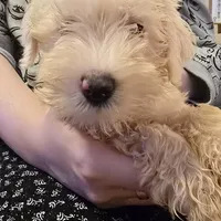 BaBa, a male Miniature Schnauzer for sale in Jacksonville, FL – 7 of 7