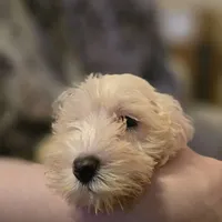 BaBa, a male Miniature Schnauzer for sale in Jacksonville, FL – 5 of 7