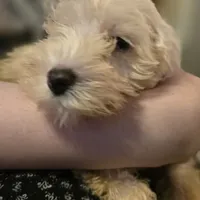BaBa, a male Miniature Schnauzer for sale in Jacksonville, FL – 2 of 7