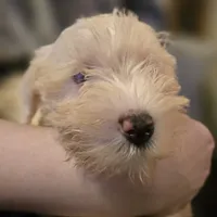 BaBa, a male Miniature Schnauzer for sale in Jacksonville, FL – 6 of 7