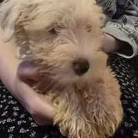 BaBa, a male Miniature Schnauzer for sale in Jacksonville, FL – 4 of 7