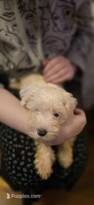 BaBa – Miniature Schnauzer puppy for sale in Jacksonville, FL