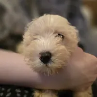 BaBa, a male Miniature Schnauzer for sale in Jacksonville, FL – 3 of 7