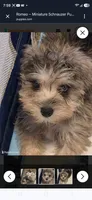 Romeo, a male Miniature Schnauzer for sale in Orange Park, FL – 1 of 2