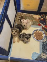 Romina, a female Miniature Schnauzer for sale in Jacksonville, FL – 3 of 3