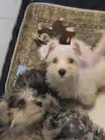 Romeo, a male Miniature Schnauzer for sale in Jacksonville, FL – 2 of 4
