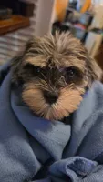 ROMOLO, a male Miniature Schnauzer for sale in Jacksonville, FL – 2 of 5