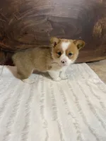 Champ, a male Pembroke Welsh Corgi for sale in Nappanee, IN – 2 of 4