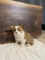 Champ, a male Pembroke Welsh Corgi for sale in Nappanee, IN – 4 of 4