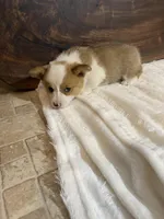 Max, a male Pembroke Welsh Corgi for sale in Nappanee, IN – 3 of 4