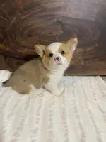 Max, a male Pembroke Welsh Corgi for sale in Nappanee, IN – 4 of 4