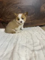 Bella, a female Pembroke Welsh Corgi for sale in Nappanee, IN – 2 of 4