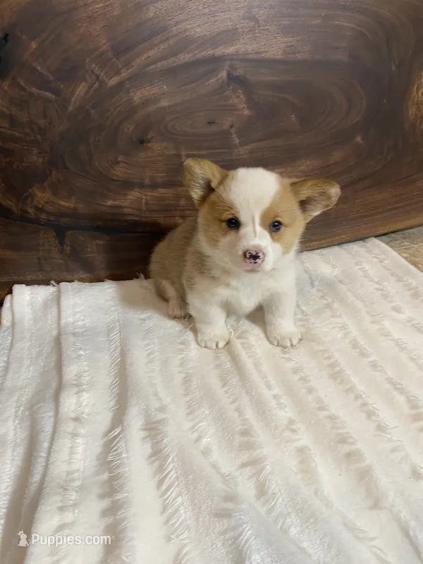 Max – Pembroke Welsh Corgi puppy for sale in Nappanee, IN