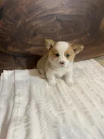 Max, a male Pembroke Welsh Corgi for sale in Nappanee, IN – 1 of 4