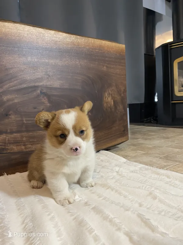 Champ – Pembroke Welsh Corgi puppy for sale in Nappanee, IN
