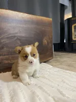 Champ, a male Pembroke Welsh Corgi for sale in Nappanee, IN – 1 of 4