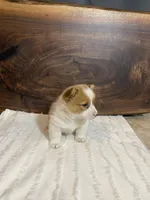 Champ, a male Pembroke Welsh Corgi for sale in Nappanee, IN – 3 of 4