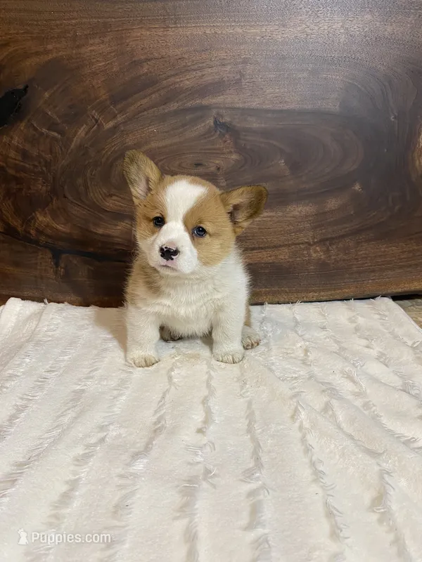 Bella – Pembroke Welsh Corgi puppy for sale in Nappanee, IN