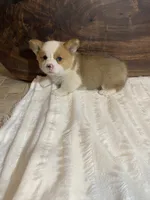 Max, a male Pembroke Welsh Corgi for sale in Nappanee, IN – 2 of 4