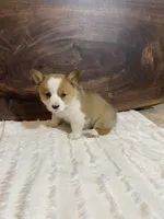 Bella, a female Pembroke Welsh Corgi for sale in Nappanee, IN – 3 of 4