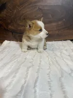 Bella, a female Pembroke Welsh Corgi for sale in Nappanee, IN – 4 of 4