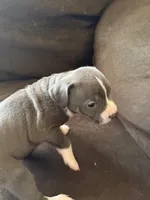 Echo, a female American Pit Bull Terrier for sale in Taylor, MI – Photo 2 of 4