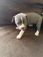 Echo, a female American Pit Bull Terrier for sale in Taylor, MI – Photo 3 of 4