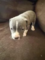 Echo, a female American Pit Bull Terrier for sale in Taylor, MI – Photo 1 of 4