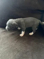 Echo, a female American Pit Bull Terrier for sale in Taylor, MI – Photo 4 of 4