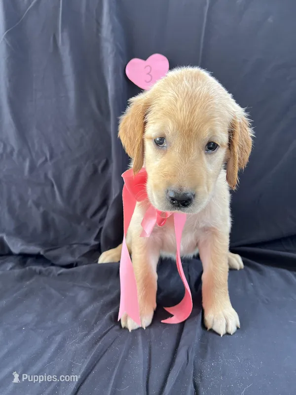 Female 3 – Golden Retriever puppy for sale in North Port, FL