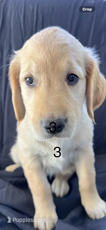 Female 3 – Golden Retriever puppy for sale in North Port, FL