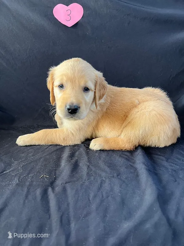 Female 3 – Golden Retriever puppy for sale in North Port, FL