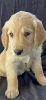 Female 1, a female Golden Retriever for sale in North Port, FL – Photo 2 of 6
