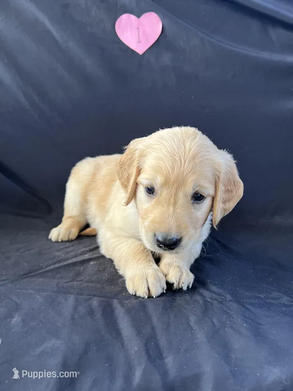 Female 1 – Golden Retriever puppy for sale in North Port, FL